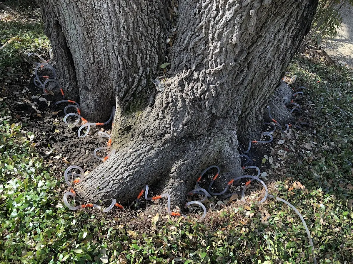Detailed Tree Cabling and Bracing job site in Rockbridge