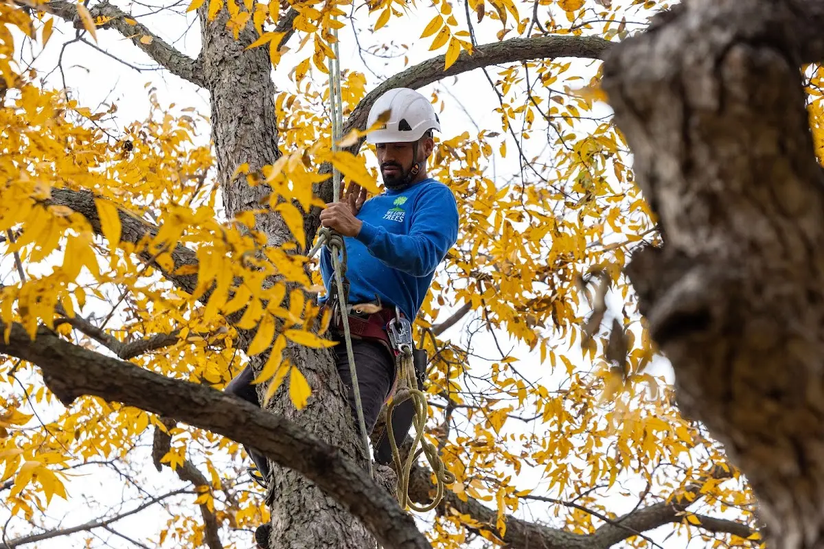 Skilled Tree Pruning crew working in Rockbridge